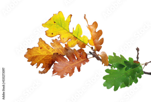 Oak leaves on branch, colorful foliage in autumn isolated on white 