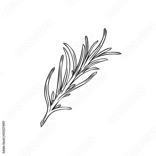 Twig of rosemary cooking plant and herb sketch vector illustration isolated.