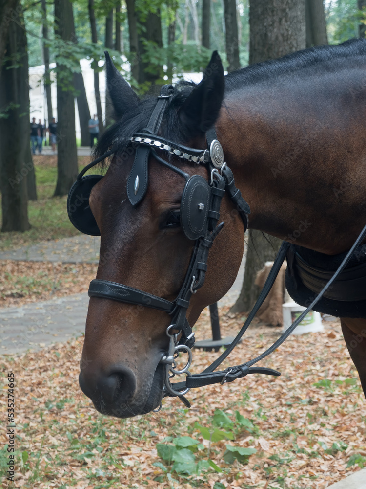 Fototapeta premium Brown colored race horse on natural green blur background in sunshine