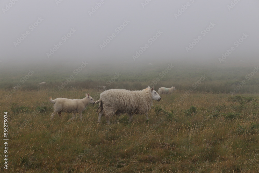 Fototapeta premium Sheep
