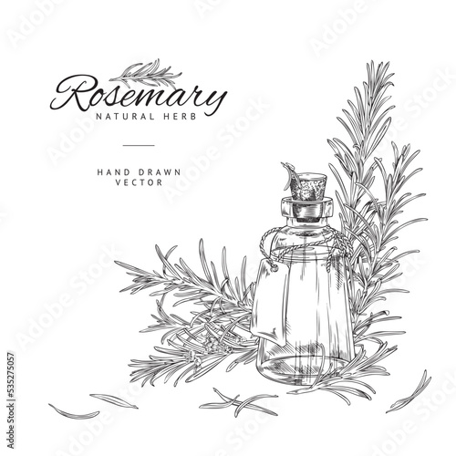 Rosemary plant and oil bottle, poster template with copy space for text, sketch vector illustration.