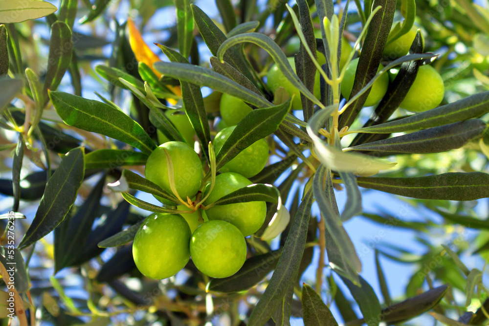 Ripe green and black olives on a tree ready for harvest. Autumn in Greece. Daylight. Selective focus Ripe green and black olives on a tree ready for harvest. Autumn in Greece. Daylight. Selective focus