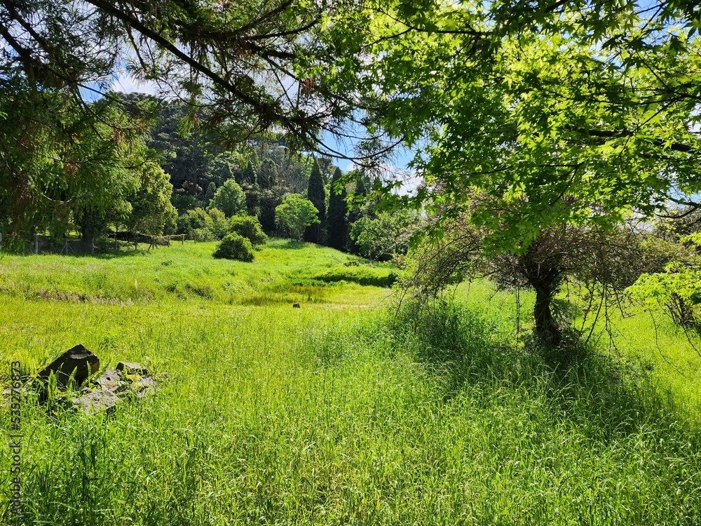 grama verde no terreno