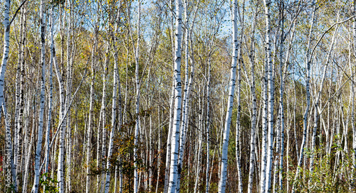 Beautiful scene with birches in yellow autumn