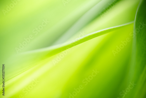 Nature of green leaf in garden at summer. Natural green leaves plants using as spring background cover page greenery environment ecology lime green wallpaper