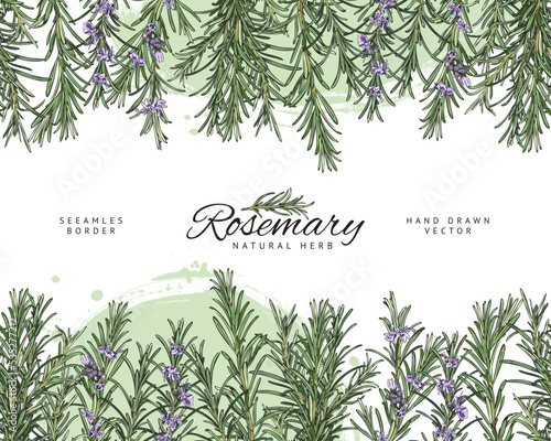 Rosemary seamless border with copy space for text, hand drawn sketch vector illustration.