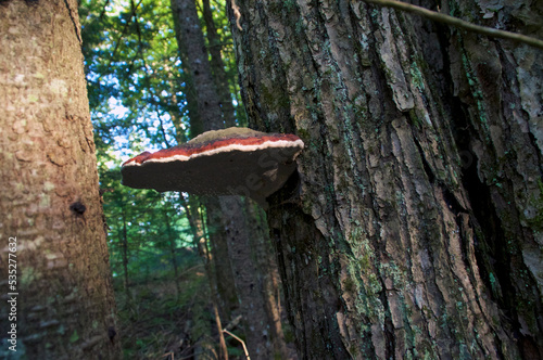 Large red belted polypore mushroom growing on tree showing drops forming on the underside, used as a medicinal.