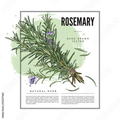 Wallpaper Mural Banner template with frame, hand drawn colorful rosemary plant and place for text Torontodigital.ca