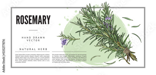 Rosemary herb and cooking spice, cosmetic aroma plant banner, vector illustration.