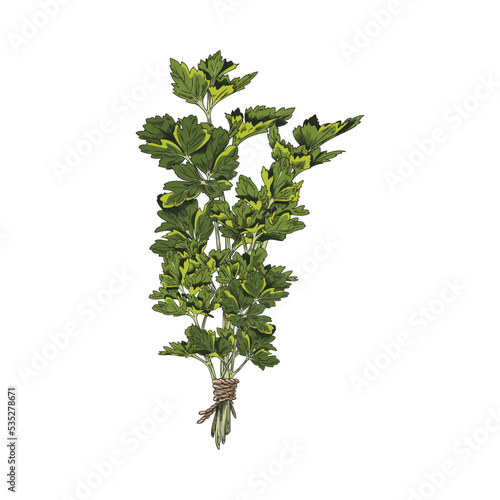 Hand drawn parsley bunch, colored sketch vector illustration isolated on white background.