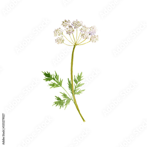 watercolor drawing flower of Szechuan lovage, Ligusticum striatum , herb of traditional chinese medicine, hand drawn illustration