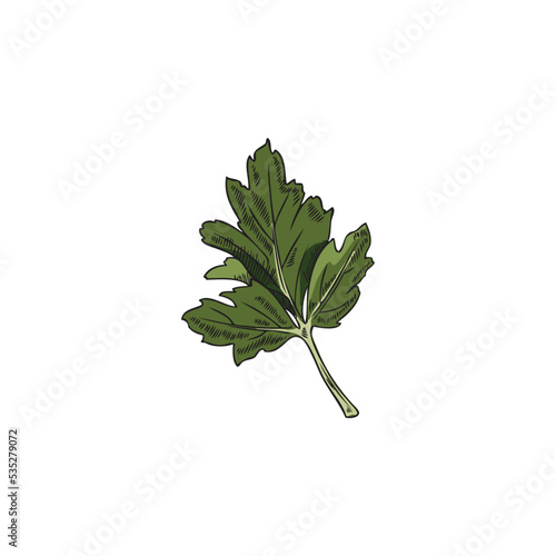 Hand drawn green leaf of parsley sketch style, vector illustration