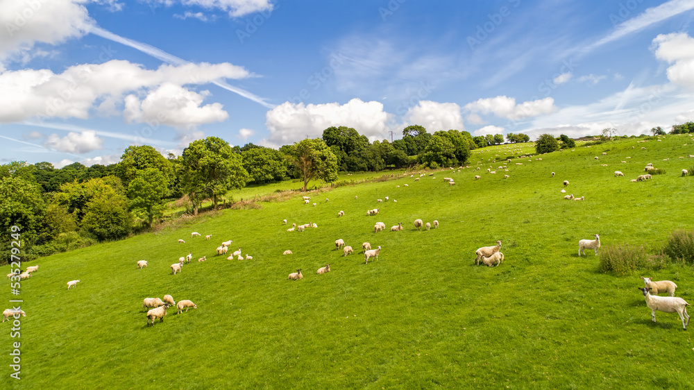 Aerial view of Irish sheep on a sunny summer day in Tipperary fields.