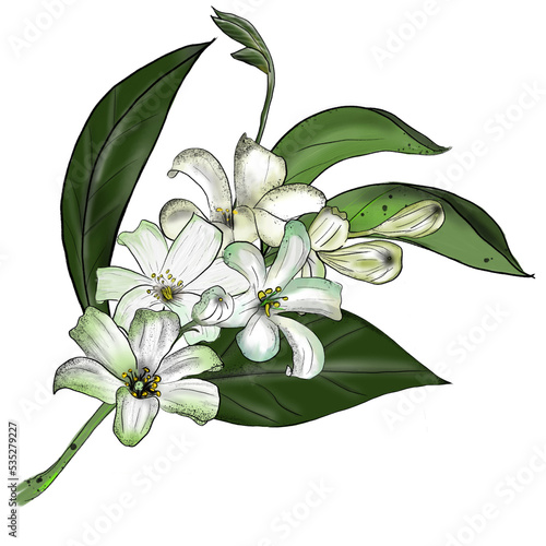 Murraya paniculata flower hand draw