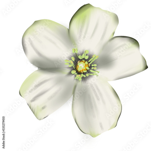 Murraya paniculata flower hand draw