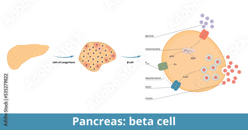 Pancreas: beta cells. β-cells are a type of cell found in pancreatic islets that synthesize and secrete insulin and amylin. Pathway of glucose-stimulated insulin secretion.