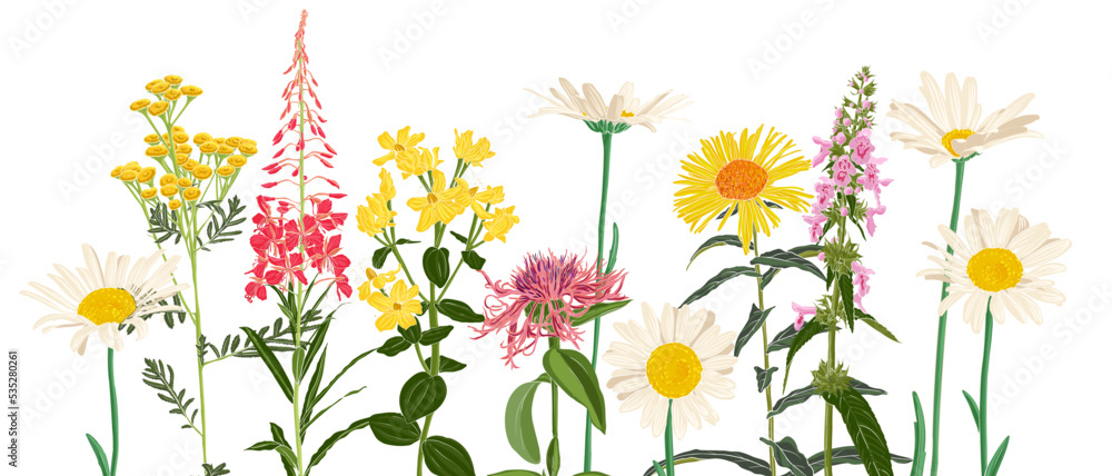 custom made wallpaper toronto digitalfield flowers, vector drawing wild plants at white background, flowering meadow , hand drawn botanical illustration