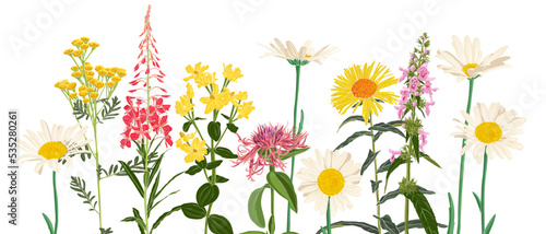 field flowers, vector drawing wild plants at white background, flowering meadow , hand drawn botanical illustration