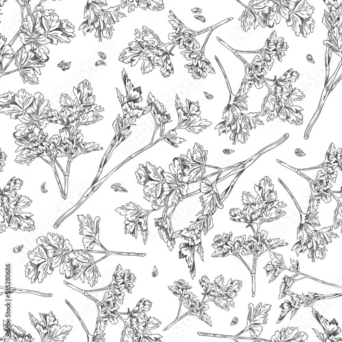 Parsley herb botanical seamless pattern texture sketch vector illustration.