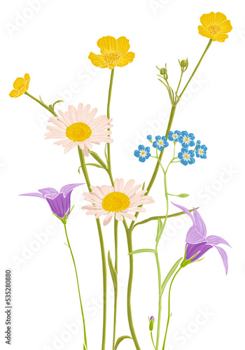 Fototapeta Naklejka Na Ścianę i Meble -  field flowers, vector drawing wild plants at white background, flowering meadow , hand drawn botanical illustration
