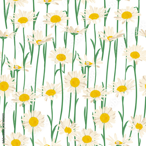 daisies, chamomiles, field flowers, vector drawing seamless pattern with wild plants at white background, flowering meadow , hand drawn botanical illustration