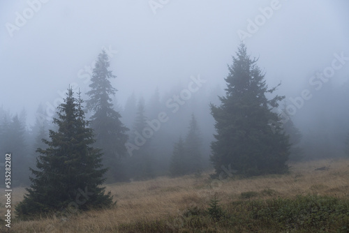 morning in the forest   Madaras Peak  Harghita Mountains  Romania 