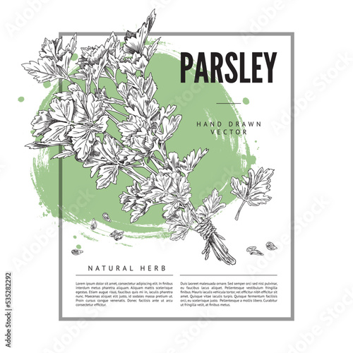 Garden parsley hand drawn banner, sketch vector illustration.