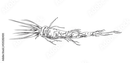 Root parsley hand drawn sketch vector illustration isolated on white background.