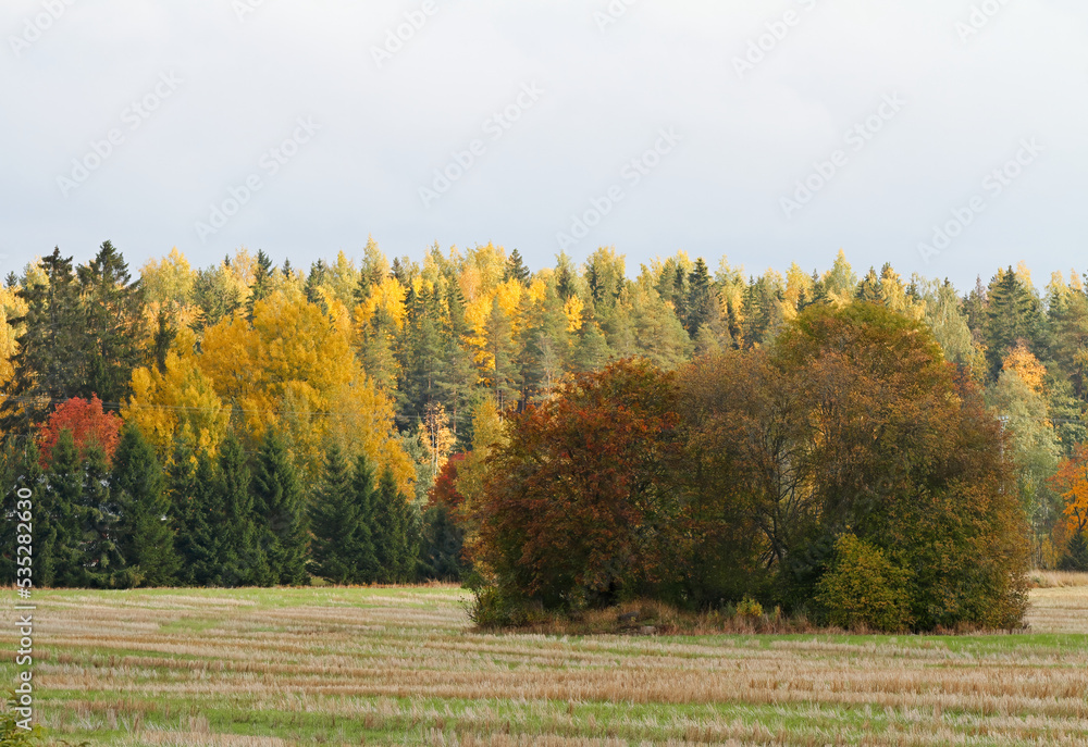 Rural autumn landscape with yellow trees and bushes Rural autumn landscape with yellow trees and bushes