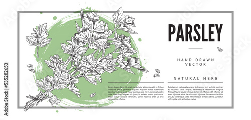 Parsley cooking herb and spice banner design, hand drawn vector illustration.