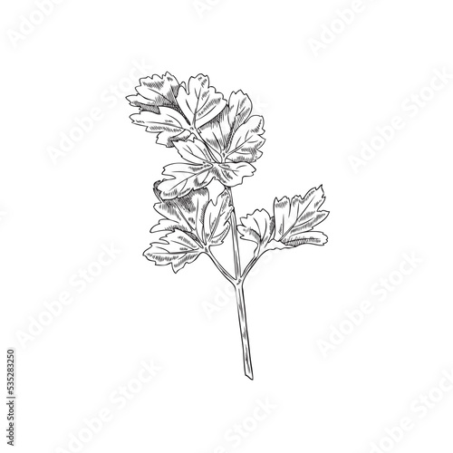 Parsley fresh branch or stem of aromatic culinary plant sketch vector isolated.