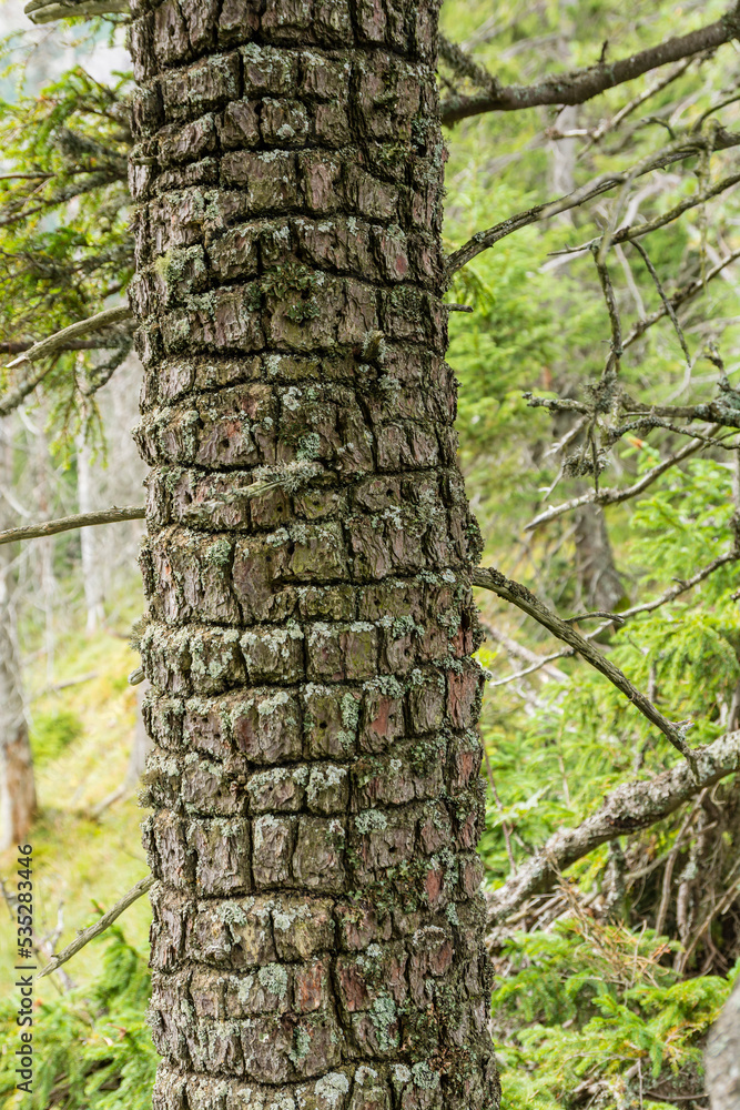 So-called 'ringed' on the trunk of a conifer by a Eurasian three-toed woodpecker. Three-toed woodpecker forage on conifers in search of wood-boring beetle larvae or other insects.