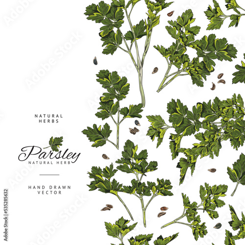 Parsley aromatic herb seamless vertical border sketch vector illustration.