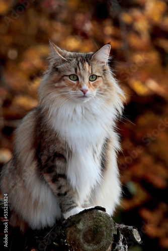 Beautiful norwegian forest cat female in autumnal light