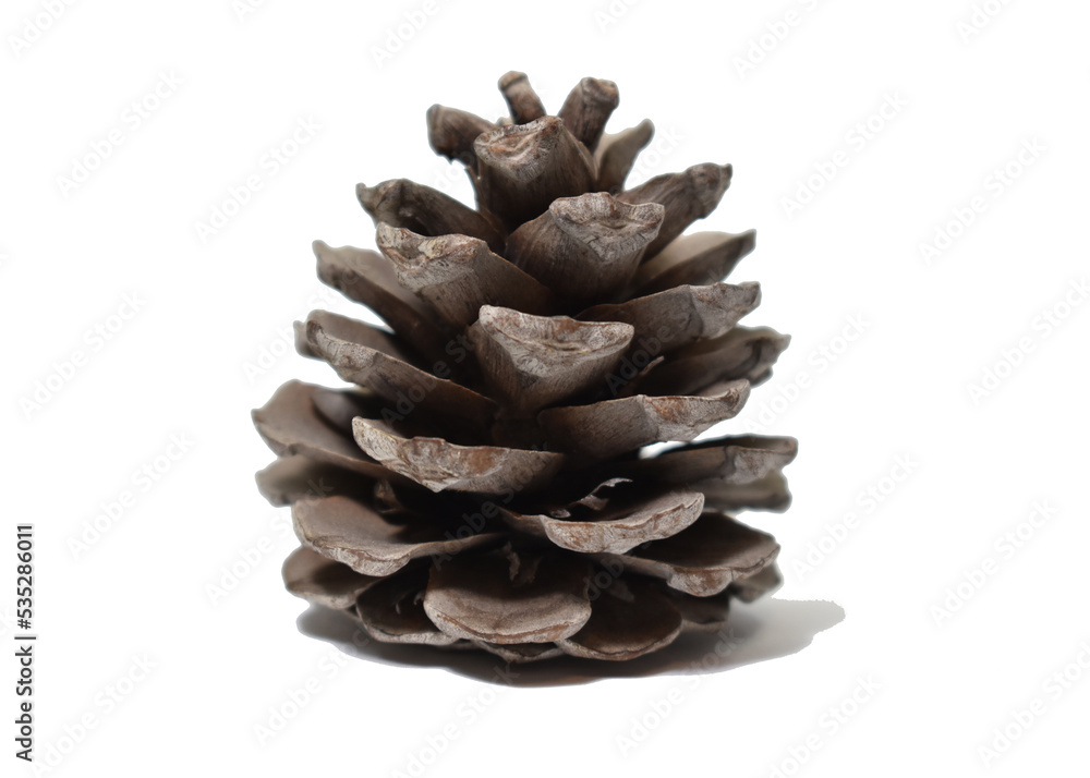 Baltic pine cone Baltic pine cone