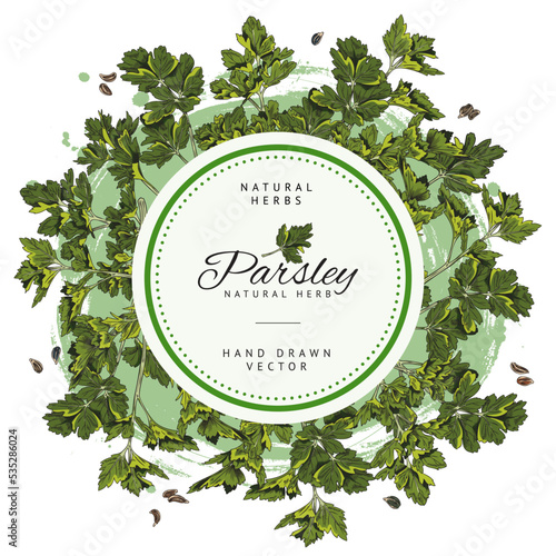 Parsley kitchen herb badge or label with circle frame sketch vector illustration.