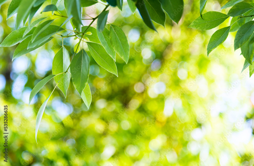 Obraz premium Fresh and green leaves background
