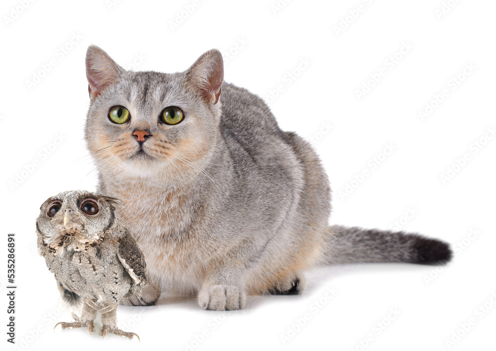 Obraz premium cat isolated a white background