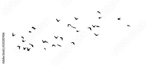 A flock of flying birds. Free birds. Vector illustration photo