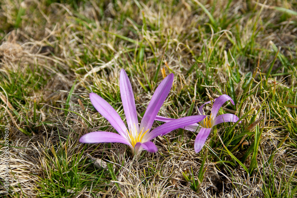 Obraz premium colchicum montanum, flower in its natural environment in a Spanish dehesa