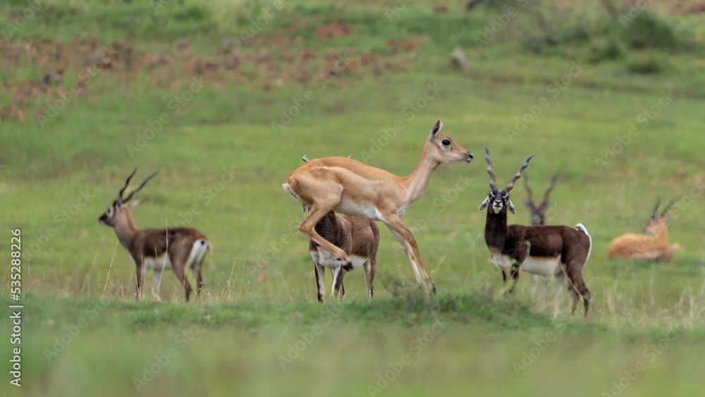 Naklejka premium blackbuck (Antilope cervicapra), also known as the Indian antelope