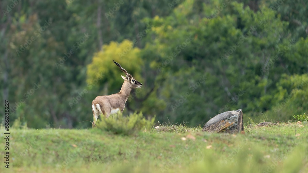blackbuck (Antilope cervicapra), also known as the Indian antelope