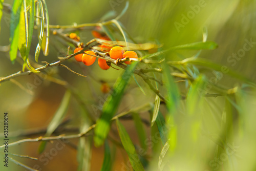 orange berries of juicy sea buckthorn
