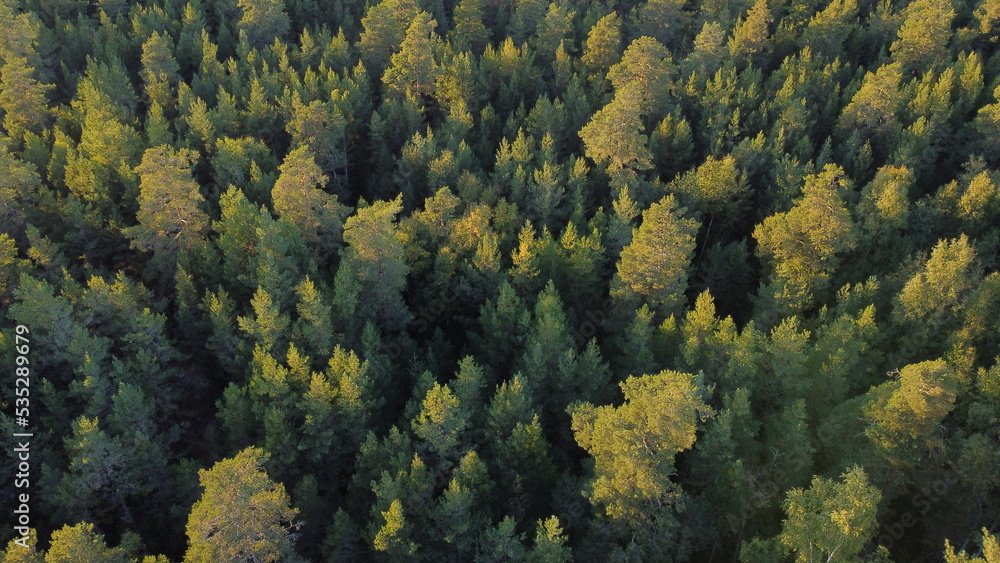 Forêt suèdoise