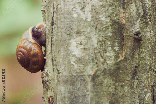 Single Snail Crawling A Tree Trunk