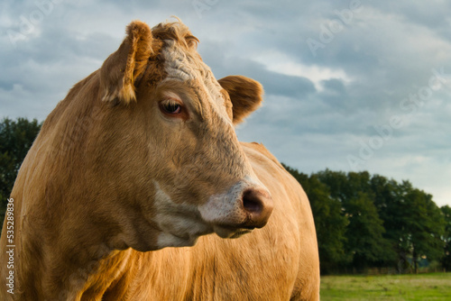 Kuh auf der Au  enweide Biologische Rinderhaltung 