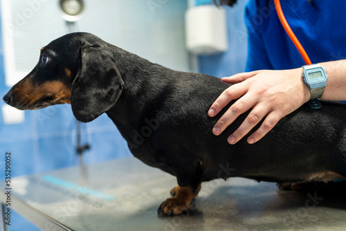 Dachshund in a veterinary clinic. © Aydan