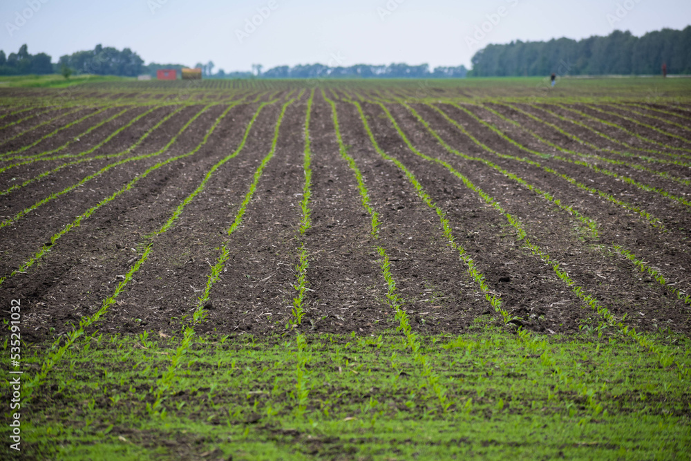 Field after cultivation with agricultural machinery Field after cultivation with agricultural machinery