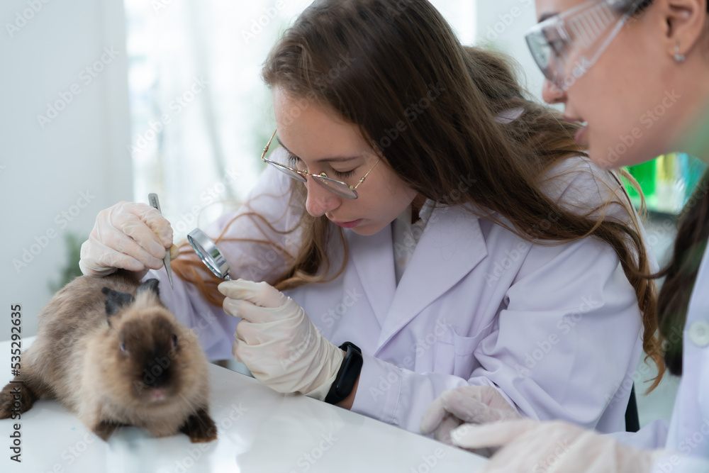 Veterinarian treating sick rabbits He is giving the young bunnies the attention they need to be well Veterinarian treating sick rabbits He is giving the young bunnies the attention they need to be well