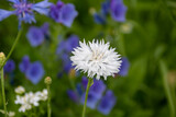 pretty white flower of the cornflower also known as bachelor's button on a background of blurred wildflowers